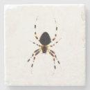 Recherche de arachnide dessous de verres Faune