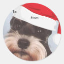 Recherche de miniatures autocollants Schnauzer miniature