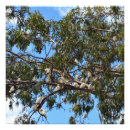 Recherche de cacatoes posters Oiseau