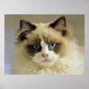 Recherche de bleu de dame posters Chaton