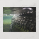 Recherche de alligator sauvage cartes postales Nature