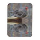 Recherche de de poulet rectangulaires magnets Animal