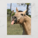 Recherche de cheval cartes postales amant de cheval