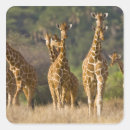 Recherche de ralph autocollants Faune