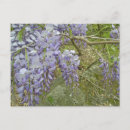 Recherche de glycines cartes postales Jardin