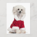 Recherche de humour chien cartes postales Vertical