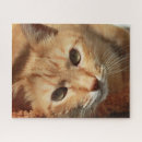 Recherche de orange cat puzzles Félin