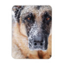 Recherche de berger allemand magnets Mignon