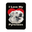 Recherche de pyrénées magnets Chiot