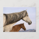 Recherche de mustang sauvage cartes postales Cowboy