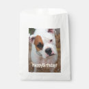 Recherche de boxeur photographie Dog