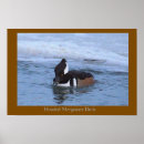 Recherche de canard blanc posters Nature