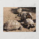 Recherche de coquille de tortue cartes postales Tortues