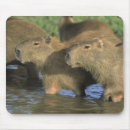 Recherche de capybara tapis souris Faune