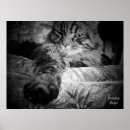 Recherche de chat noir blanc posters Unique