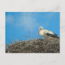 Recherche de stork cartes postales Animal