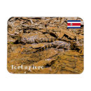 Recherche de crocodiles magnets Animal