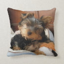 Recherche de personnalité coussins Animal