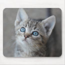 Recherche de chatons tapis souris Animal familier