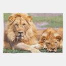 Recherche de panthera lion Sauvage