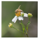 Recherche de abeille miel carreaux Insecte