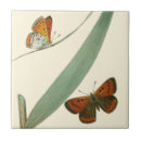 Recherche de papillon carreaux Coloré