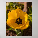 Recherche de tulipe jaune posters Macro