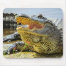 Recherche de gatto tapis souris Alligator