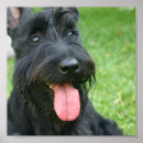 Recherche de scottish terrier posters Chiot