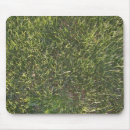 Recherche de herbe tapis souris Plantes