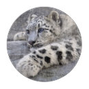 Recherche de chats ustensiles cuisine Léopard