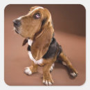Recherche de hound dog autocollants Basset