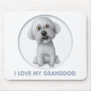 Recherche de bichon tapis souris Chiot