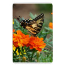 Recherche de papillon orange magnets Papillons