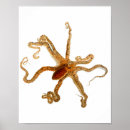 Recherche de céphalopode art Poulpe