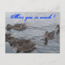 Recherche de canards sauvages cartes postales Lac