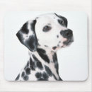 Recherche de dalmations Mignon