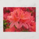Recherche de rhododendron cartes postales Botanique