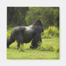 Recherche de mcdonald magnete Herbivore