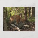 Recherche de biche cartes postales Nature