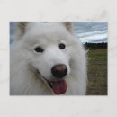 Recherche de samoyede cartes postales Dog