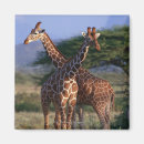 Recherche de girraffe magnets L'afrique