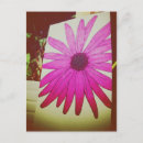 Recherche de joli tournesol cartes postales Rose