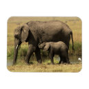 Recherche de veau magnets Extérieur