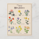 Recherche de rose victorien rose cartes postales Fleur sauvage