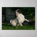 Recherche de cotelette posters Chiot