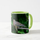 Recherche de tourterelle tasses Faune
