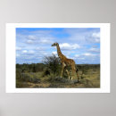 Recherche de girafe art Voyage