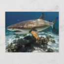 Recherche de photo de requin cartes postales Vie marine