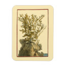 Recherche de corail magnets Algues